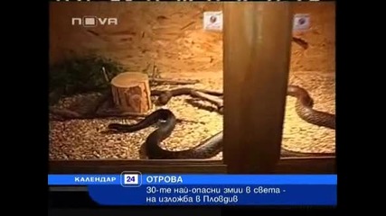 Най - отровните змии в света у нас на изложба в Пловдив 