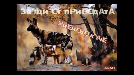 Звуци от природата - Хиеново куче 