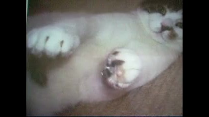 Най - сладкото коте на света! ! ! : - D