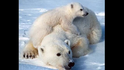 The Wonderful World of Animals 