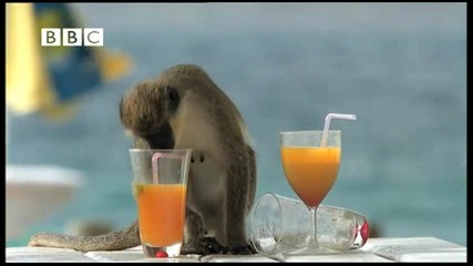 -смях- маймуни алкохолици крадът коктеили на плажа