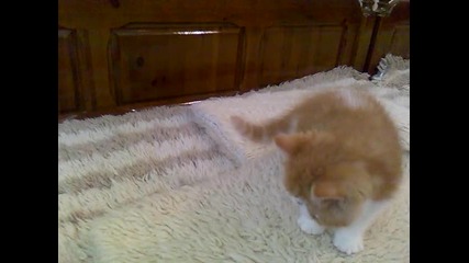 Котета 55 дни