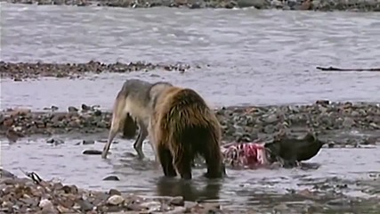 Мечка Гризли се бие с 4 вълка за плячката си