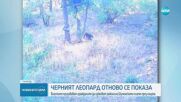 Черният леопард е забелязан отново в Шуменското плато