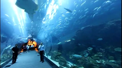 Подводен аквариум в Дубай - Inside Dubai Aquarium tunnel (dubai Mall)