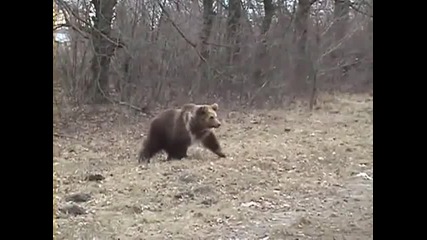 Най - любопитният мечок