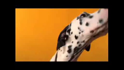 Pedigree Commercial - C is for Chicken