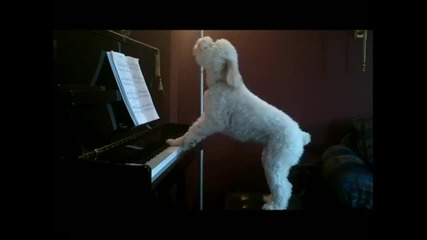Куче - пианист 