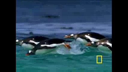 National Geographic - Antarctic Ocean