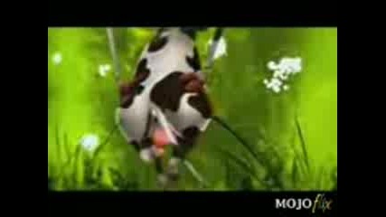 Crazy Cow Song 