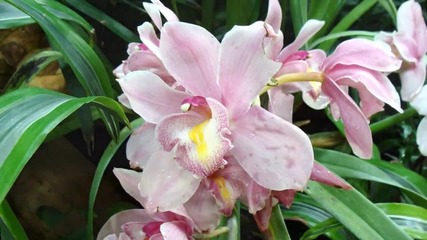 Orchidea - Ernesto Cortazar