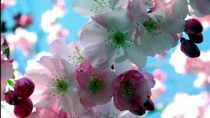 Vals de las flores - Tchaikovsky