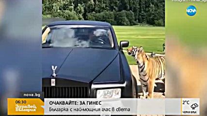 На разходка с тигри в колата