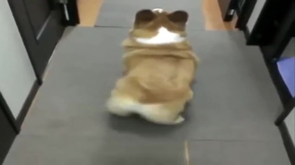 Не сте виждали такъв танцьор - Vine - Gotta Love Dogs