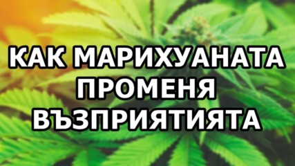 5 начина, по които марихуаната променя възприятията