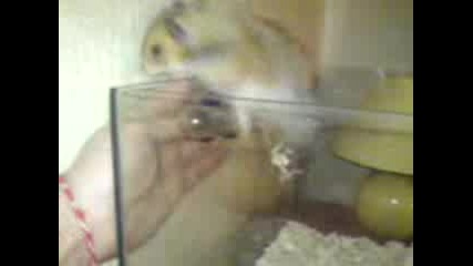 Hamstera Beglec