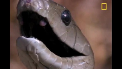 Най - дългата отровна змия в Африка