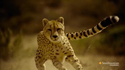 Това е причината да не може да се надбяга на Cheetah