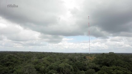 В амазонската джунгла издигнаха кула, която е по-висока от Айфеловата