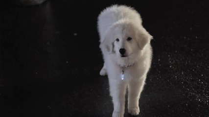 Santa Paws - Quinn Meets Paws H D 
