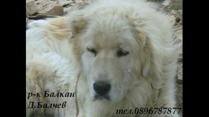 Кучето На България 