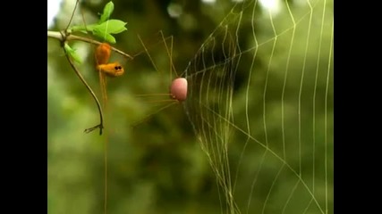 Животът на мъничките насекоми - Анимация (част 7)