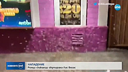 НАПАДЕНИЕ: Рояци скакалци окупираха Лас Вегас