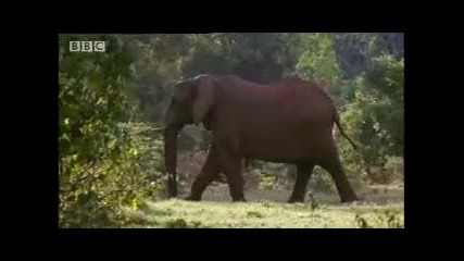 Bbc Elephant Massacre Memory - Elephant Cave 