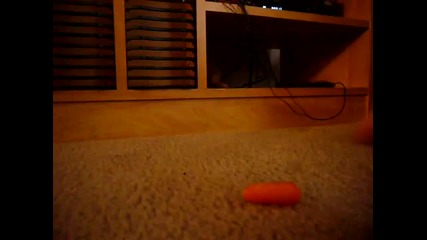 Сладко зайче яде морковче :) 