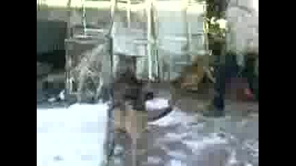 Кучето на Болярци 