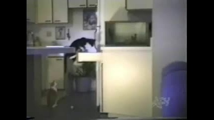 Смешни животни