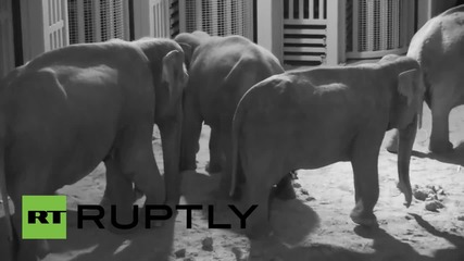 За втори път се роди слонче в белгийски зоопарк, но има опасност за живота му