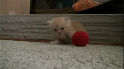 Много слако котенце