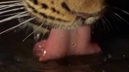 Перфектният Хищник - Тигър
