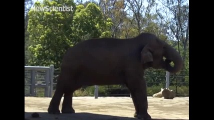 Виждали ли сте прозяващ се слон?
