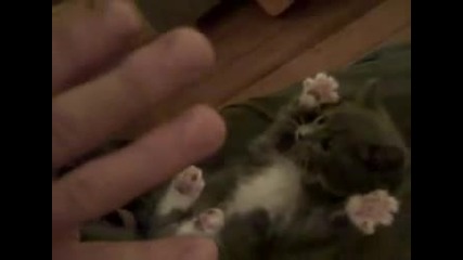 Сладко - Котенце 