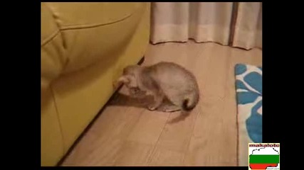 Смешен Игрив Котак