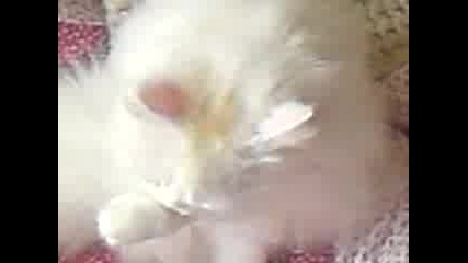 roko