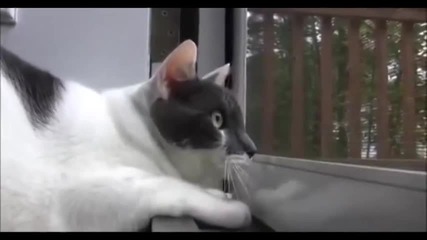 Смях - Котка води сериозна битка