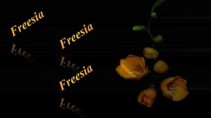 Фрезията - ароматното чудо на цветята! ...