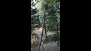 "Моята новина": Падащо дърво