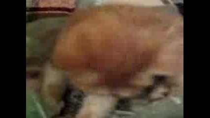 котенце 