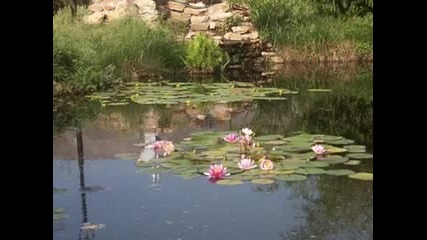 Водни Лилий-релаксираща музика на Мехди