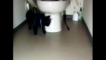 Котешка игра ! (смях) 