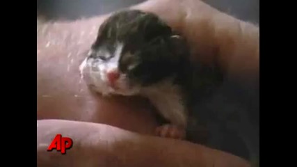 Котка с две лица 