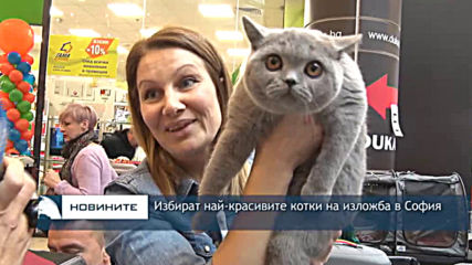 Избират най-красивите котки на изложба в София