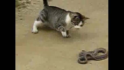 Котка срещу змия!