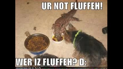 funny dogs