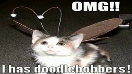 Funny Cats Full Hd Quality