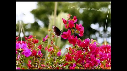 Mon Ange - Mlle Caro Franck Garcia